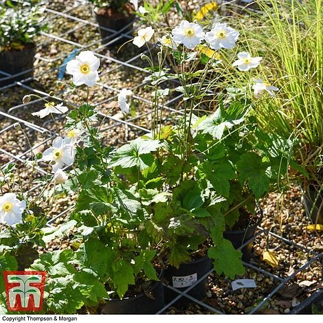 Anemone X Hybrida 'Honorine Jobert' - Image 3