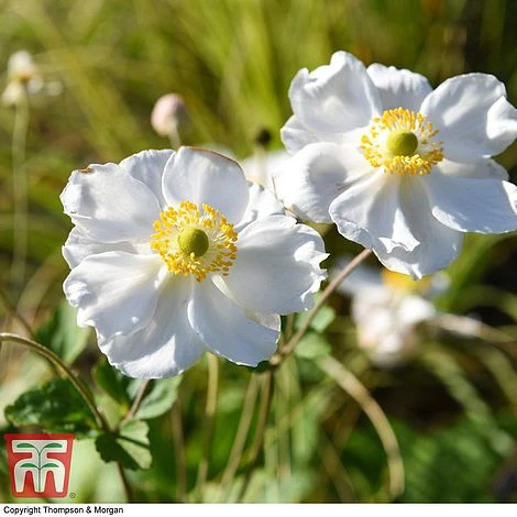 Anemone X Hybrida 'Honorine Jobert' - Image 4