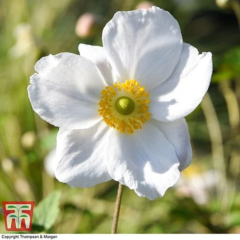 Anemone X Hybrida 'Honorine Jobert' - Image 6