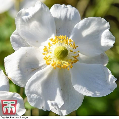 Anemone X Hybrida 'Honorine Jobert' - Image 7