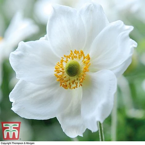 Anemone X Hybrida 'Honorine Jobert'