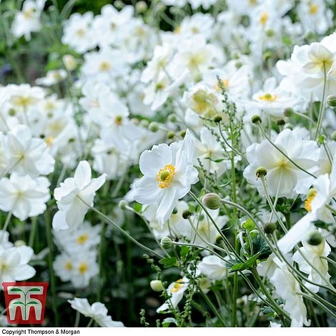 Anemone X Hybrida 'Honorine Jobert' - Image 2