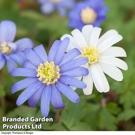 Spring Bulb Variety Bundle - Image 5