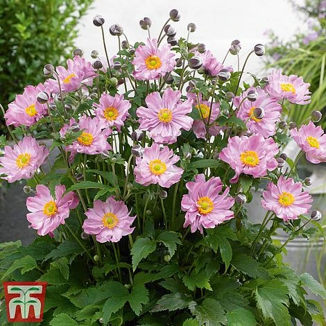 Anemone Hupehensis 'Pocahontas' (Fantasy Series)