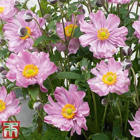 Anemone Hupehensis 'Pocahontas' (Fantasy Series) - Image 2