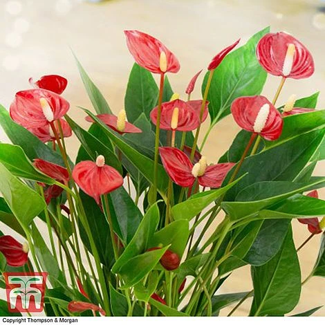 Anthurium 'Million Flower' - Gift - Image 2