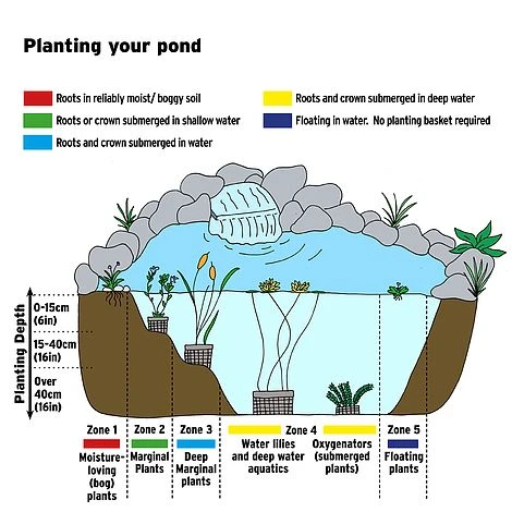 Mentha Pulegium (Marginal Aquatic) - Image 2