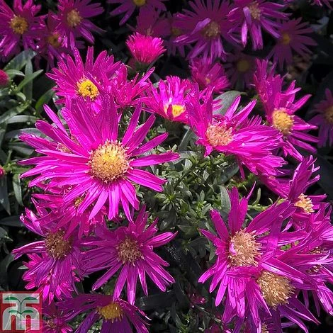 Aster Novi-belgii 'Bahamas'