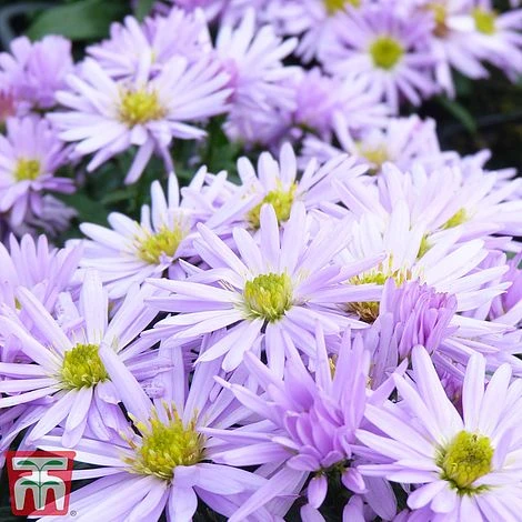 Aster Novi-belgii 'Lady In Blue' - Image 2
