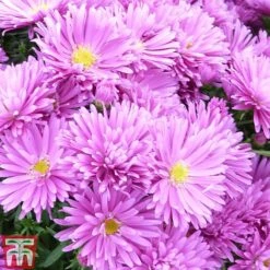 Aster Dumosus 'Tonga'