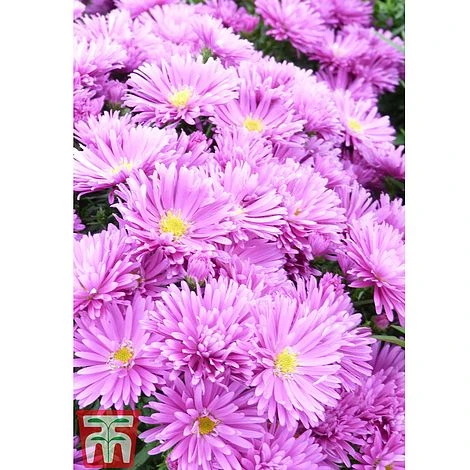 Aster Dumosus 'Tonga' - Image 2