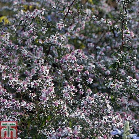 Aster Novi-belgii 'Lady In Black'