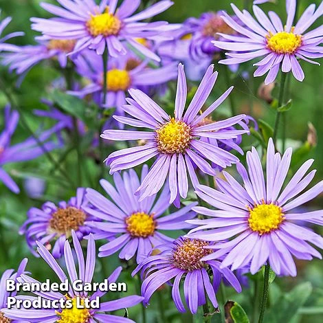 Aster Amellus 'Rudolf Goethe'