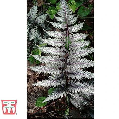 Athyrium Niponicum Var. Pictum 'Burgundy Lace' - Image 2