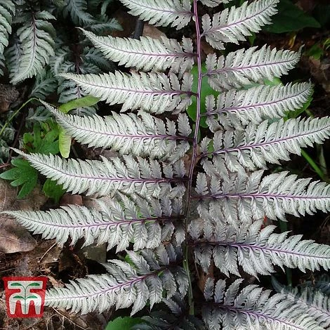 Athyrium Niponicum Var. Pictum 'Burgundy Lace'