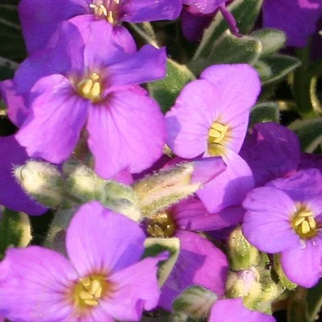 Aubrieta 'Dr. Mules Variegata'