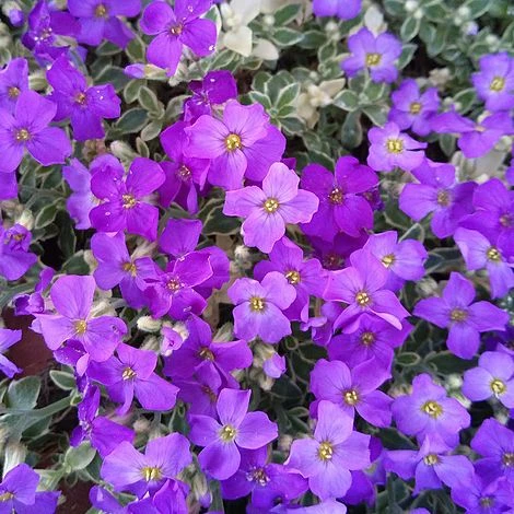 Aubrieta 'Dr. Mules Variegata' - Image 3