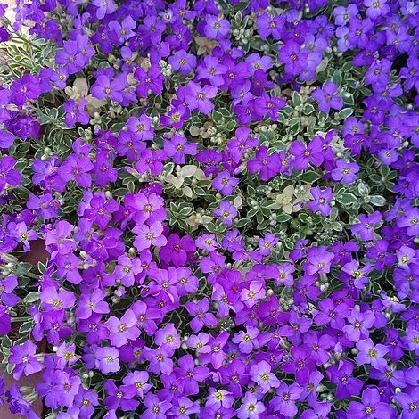 Aubrieta 'Dr. Mules Variegata' - Image 4