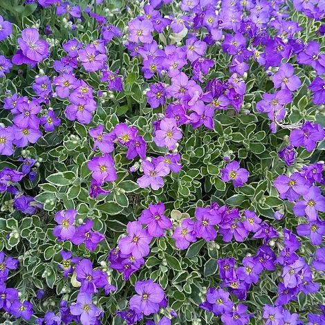 Aubrieta 'Dr. Mules Variegata' - Image 5