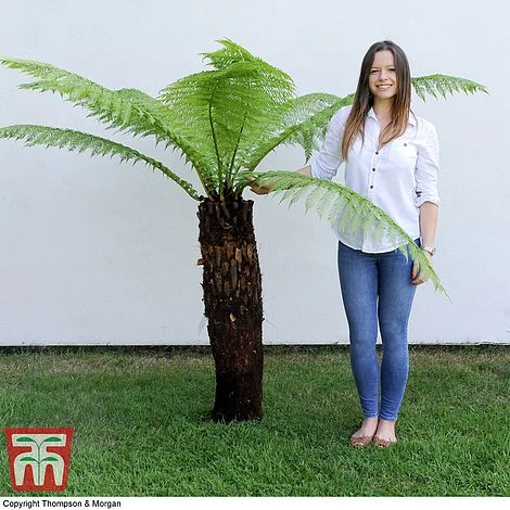 Australian Tree Fern - Image 3