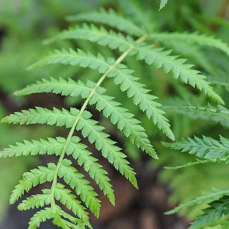 Australian Tree Fern - Image 2