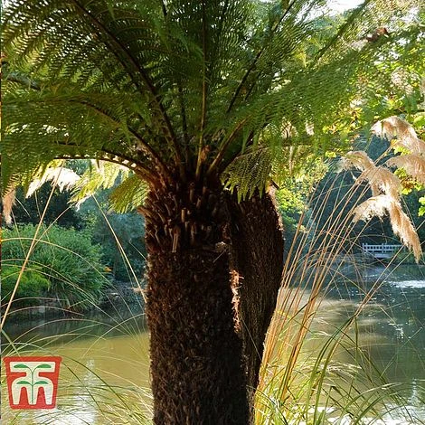 Australian Tree Fern - Image 4