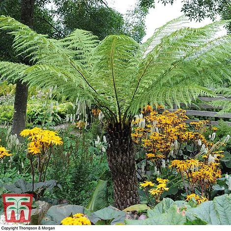 Australian Tree Fern - Image 5