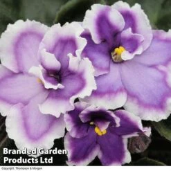 Saintpaulia 'Anthoflores Edith'