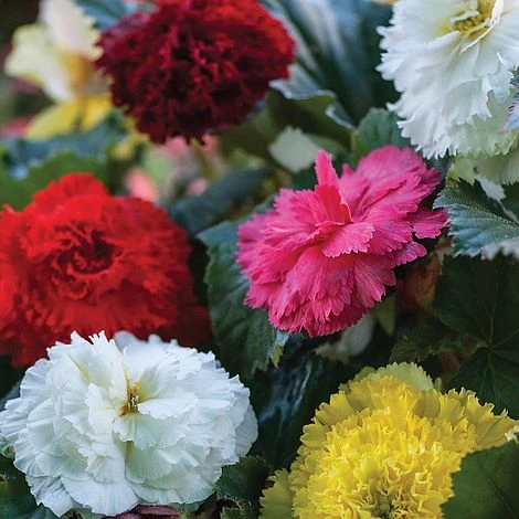 Begonia Collection - Image 2