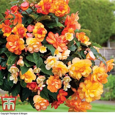 Begonia Collection - Image 3