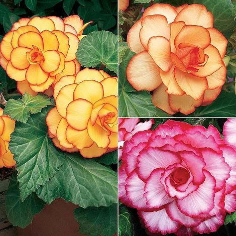 Begonia Collection - Image 4