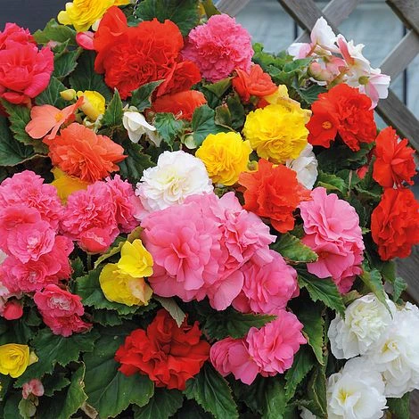 Begonia Collection - Image 6