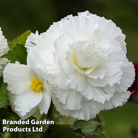 Begonia 'Prima Donna White' - Image 2