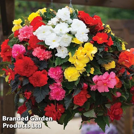 Begonia Tuber Collection - Image 2