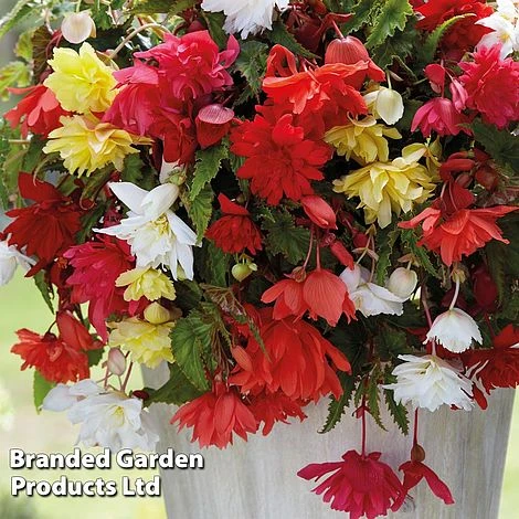 Begonia Tuber Collection - Image 3