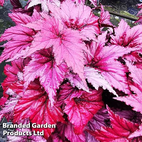 Begonia Rex 'Candy Queen'