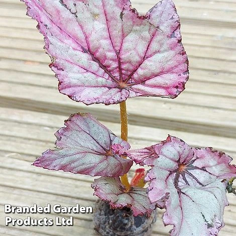 Begonia Rex 'Candy Queen' - Image 2