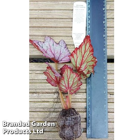 Begonia Rex 'Candy Queen' - Image 3