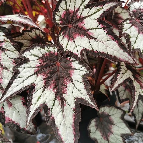 Begonia 'Dark Eyes' - Image 2