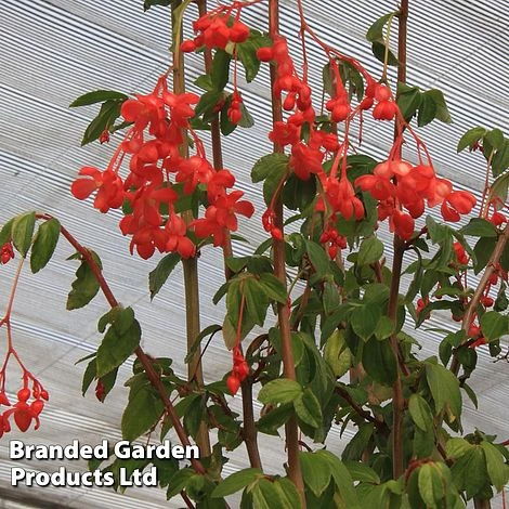 Begonia Fuchsioides