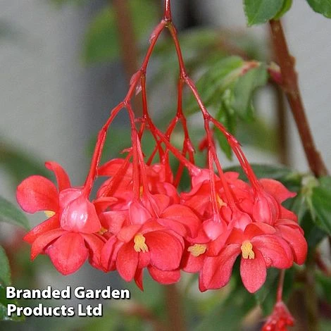 Begonia Fuchsioides - Image 2