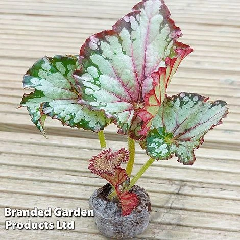 Begonia Rex 'Helter Skelter' - Image 2