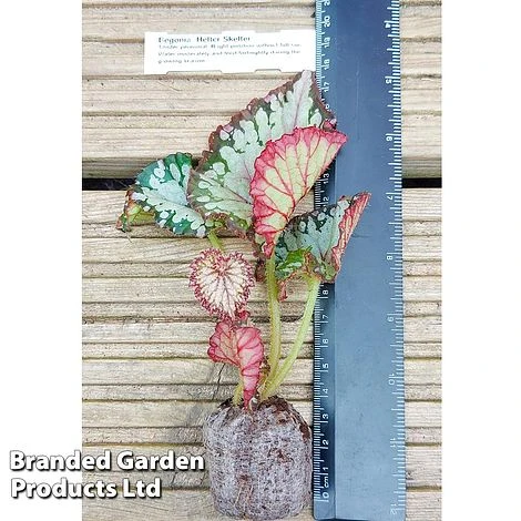 Begonia Rex 'Helter Skelter' - Image 3