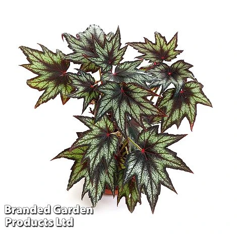 Begonia 'Little Brother Montgomery' - Image 3