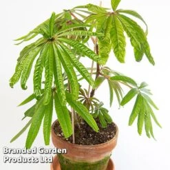 Begonia Luxurians