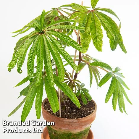 Begonia Luxurians