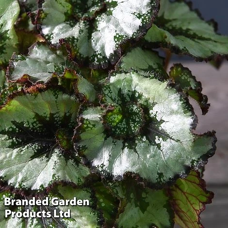 Begonia 'Escargot' - Image 2