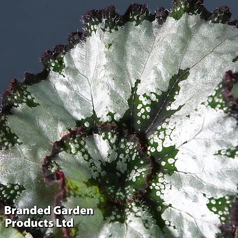 Begonia 'Escargot' - Image 3