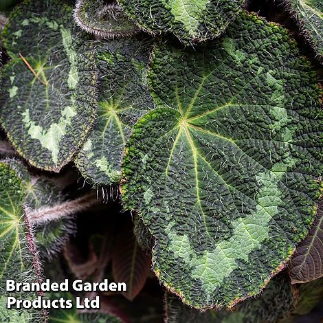 Begonia Sizemoreae