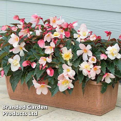 Begonia 'Sweet Spice Appleblossom' - Image 2